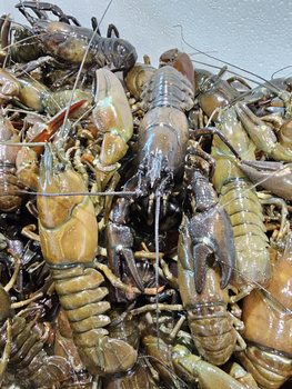 Rak słodkowodny 120-150g, Opk. 3kg BOX