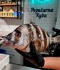 Sargus Biała Dorada, Sargo Capote 1-2kg, BOX 4/6kg