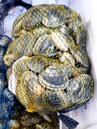 Małża Japońska, Almeja Japonesa, Vongole Verace, siatka 1kg BOX 5KG