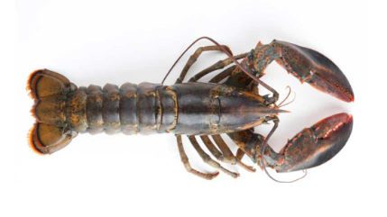 Homar Kanadyjski 650-700g MSC, 7 szt. BOX