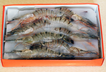 Krewetka Black Tiger HOSO 2/4 z głową w pancerzu, IQF 80%, 10 x 800g BOX