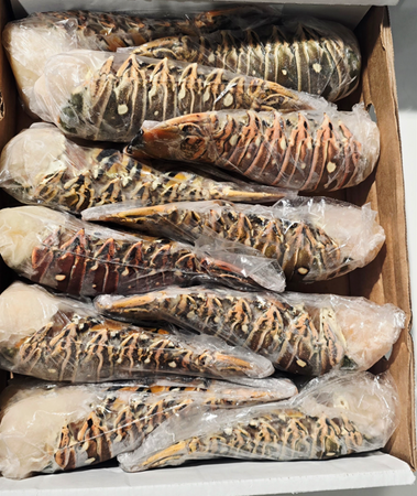 Ogon Langusty Karaibskiej 12/14, 370-400g szt