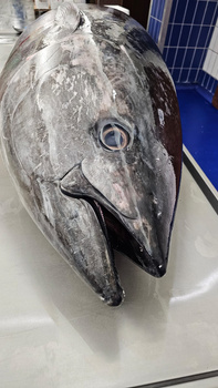 Tuńczyk błękitnopłetwy cała tusza 22-35 kg. Hiszpania