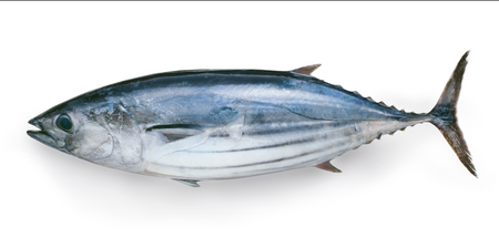 Skipjack Tuna G&G MSC- Bonito, ryba cała, Hiszpania, waga 2-3kg, BOX 6kg
