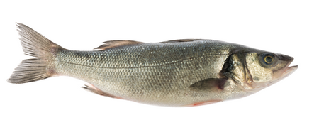Okoń morski Ikejime 0.8-1.1 kg