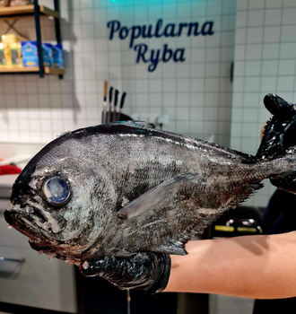 Brama (Palometa)
