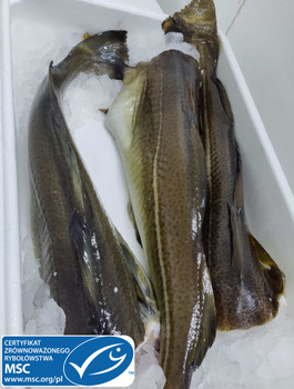 Skrei MSC, patroszony 6+ kg, 10kg/BOX