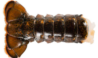 Ogon Homara w pancerzu 5-6 MSC "HPP", szt / kg BOX 4KG