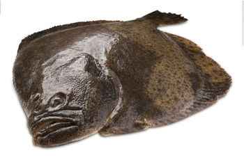 Turbot 5-6kg
