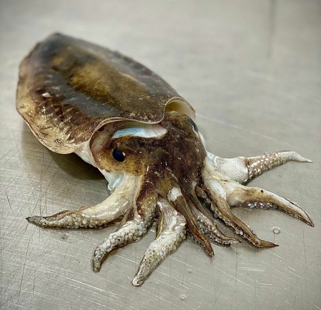 Mątwa zwyczajna, sepia officinalis