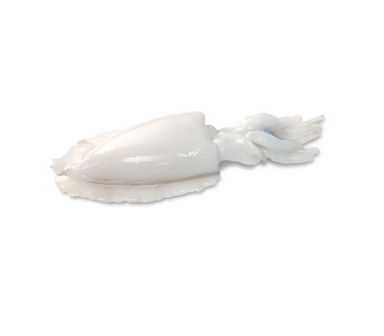 Sepia oczyszczona IQF PP 80/150gr. 25% Glazura, 6kg BOX
