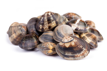 Małża Japońska, Almeja Japonesa, Vongole Verace, siatka 1kg BOX 5KG
