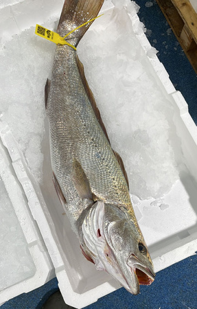 Dziki Kulbin, Corvina extra Argyresomus regius, waga ryby 10-20 kg 