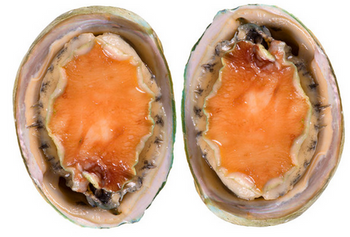 Muszla Greenlip Abalone, IQF, opk. 1kg BOX 5 KG