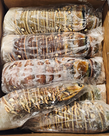 Ogon Langusty Karaibskiej 16/20, 500-650g szt BOX 5KG