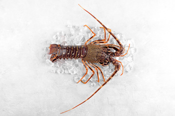 Ogony langusty w skorupie, 180-150g sztuka, op 1 kg ( 5-6 szt) MSC TRISTAN Lobster