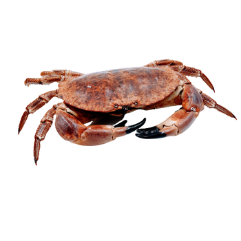 Krab Kieszeniec 400-600g,  5 szt. BOX