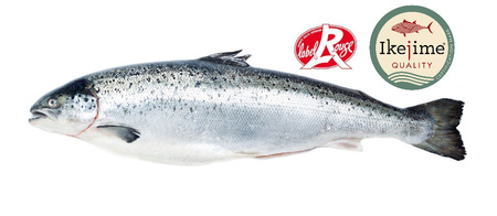 Łosoś Szkocki Loch Duart Tuszka Superior 6-7kg, 20kg BOX