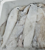 Świeże Kalmary, Calamar potera Loligo vulgaris 800+g, 3kg BOX