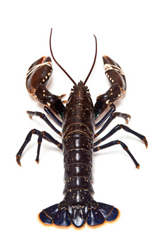 Homar Europejski Niebieski z Bretanii 800-1200g, Opk. 5 szt. BOX