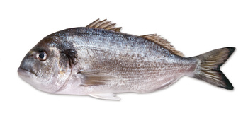 Dorada Cała 400-600kg, Opk. 6 kg BOX