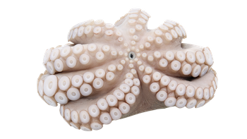 Ośmiornica Zwyczajna kwiat, 3-4 kg/ szt BOX 12KG