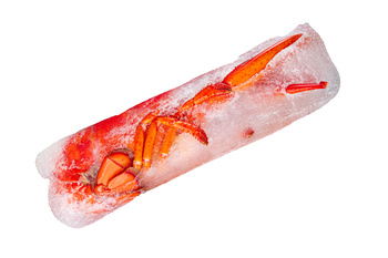 MSC Gotowany homar zmrożony w słonej wodzie 350g/ szt, 10 x 350g BOX