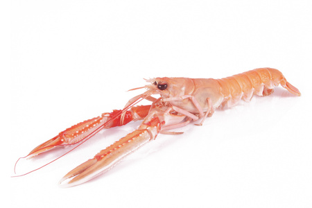 Langustynki Świeże 2/4 Norwegia BOX 5KG