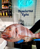 Pagrus pręgacz, Wojownik, Urta extra Pagrus auriga, 3-4kg, 4/6kg BOX