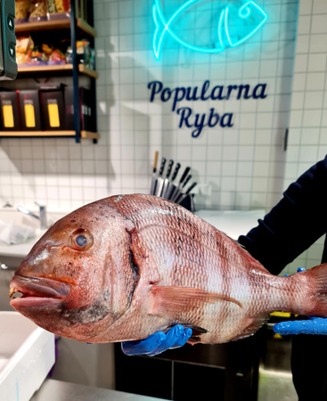 Pagrus pręgacz, Wojownik, Urta extra Pagrus auriga, 3-4kg, 4/6kg BOX