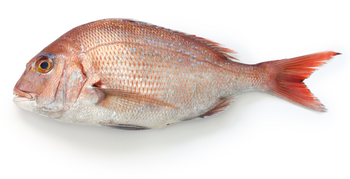 Dorada Japońska Madai BOX 9KG