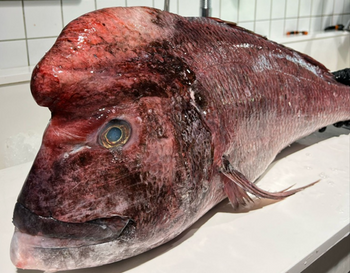Sama, Dentex gibbosus filet BOX 10KG