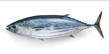 Skipjack Tuna G&G MSC- Bonito, ryba cała, Hiszpania, waga 2-3kg, BOX 6kg