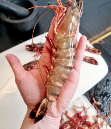 Krewetka Black Tiger HOSO 6/8 cała i oczyszczona z głową, IQF 80% 