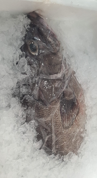 Wrakoń Atlantycki tusza ok. 9kg BOX 10KG