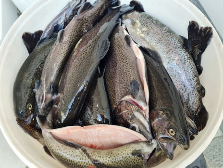 Pstrąg Tęczowy 10kg BOX