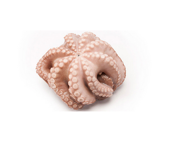 Ośmiornica cała IQF T-2 3000/4000 10% Glazura, 8kg BOX