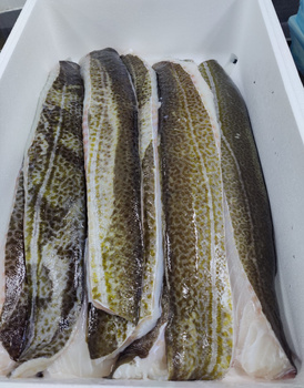 Dorsz Atlantycki polędwica, ze skórą M/H, 800+g, 5kg BOX