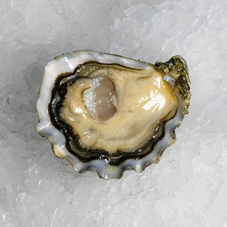 Ostryga super speciales Ostra Regal La Famille Boutrais N°3