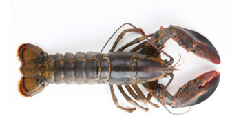 Homar Kanadyjski 500-550g MSC, 10 szt. BOX