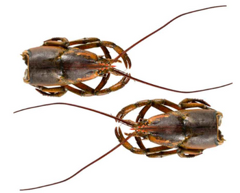 Głowa homara Kanadyjskiego Msc, BOX ok. 12 kg W HURCIE