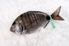 Sargus Biała Dorada, Sargo Capote 1-2kg, BOX 4/6kg