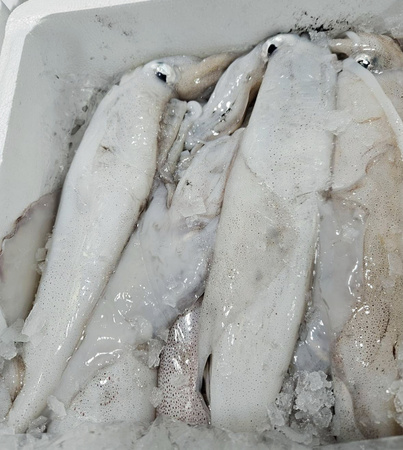 Świeże Kalmary, Calamar potera Loligo vulgaris 800+g, 3kg BOX
