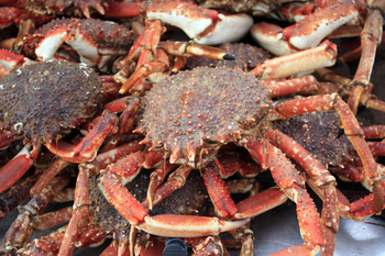 Cały gotowany Krab Pająk z Bretanii, 3 kg BOX