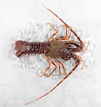 Langusta Pospolita z Bretanii, Spiny Lobster 1500/1600 g